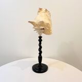 XXL 54 cm Old large conch shell on wooden base Napoleon III cabinet of curiosities foot