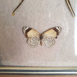 Naturalized butterflies