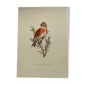 Illustration oiseau des années 60 - La Linotte Mélodieuse - Planche ornithologique vintage