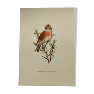 Bird illustration from the 60s - The Melodious Linnet - Vintage ornithological board