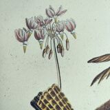 Old bird engraving - Rooster of the Woods - vintage zoological illustration by Seligmann & Catesby