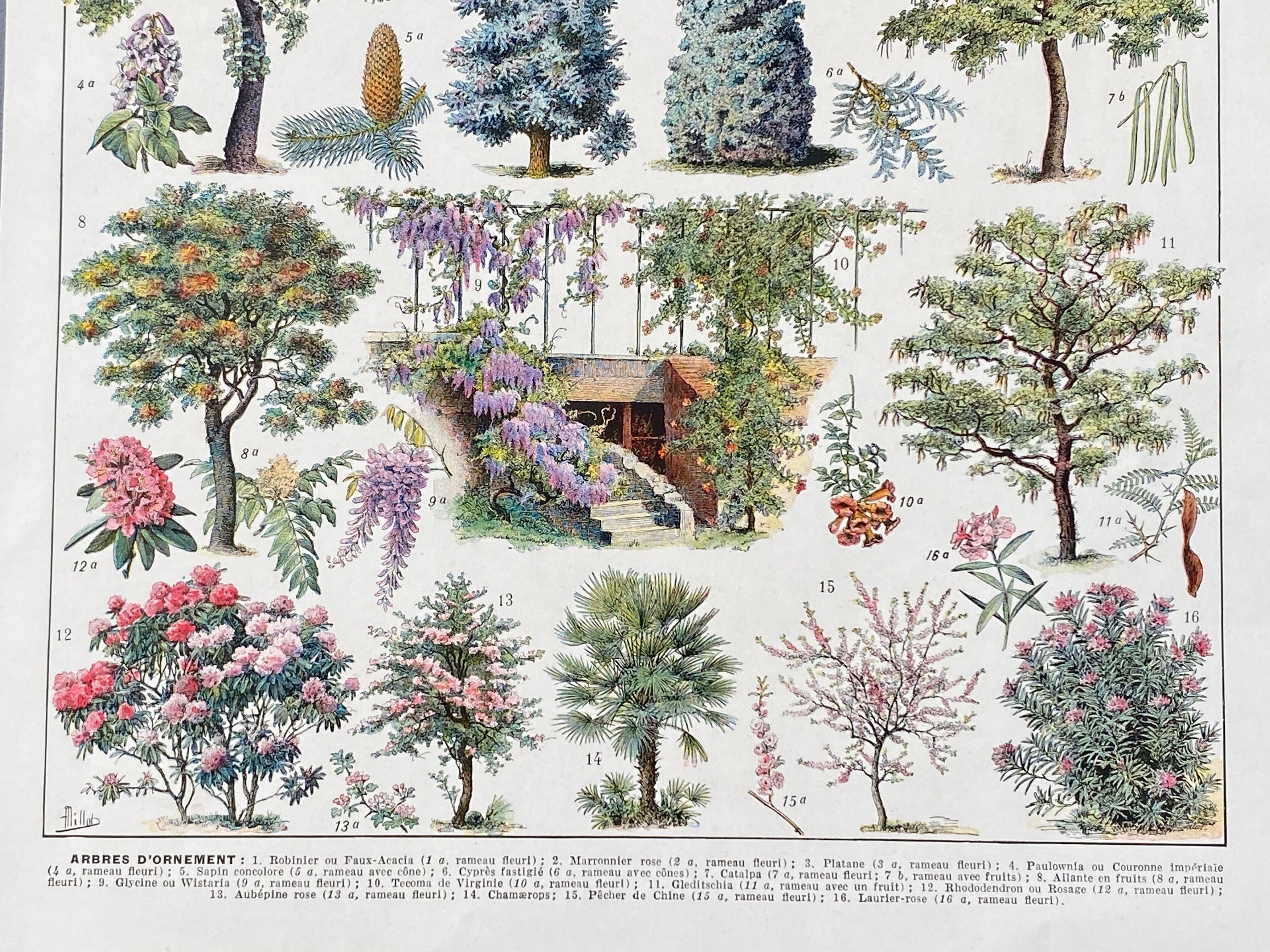 Illustration Millot "ornamental tree gardens"
