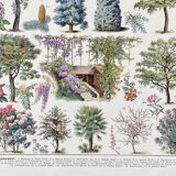 Illustration Millot "ornamental tree gardens"
