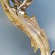 Pair of Louis XV-style wall light