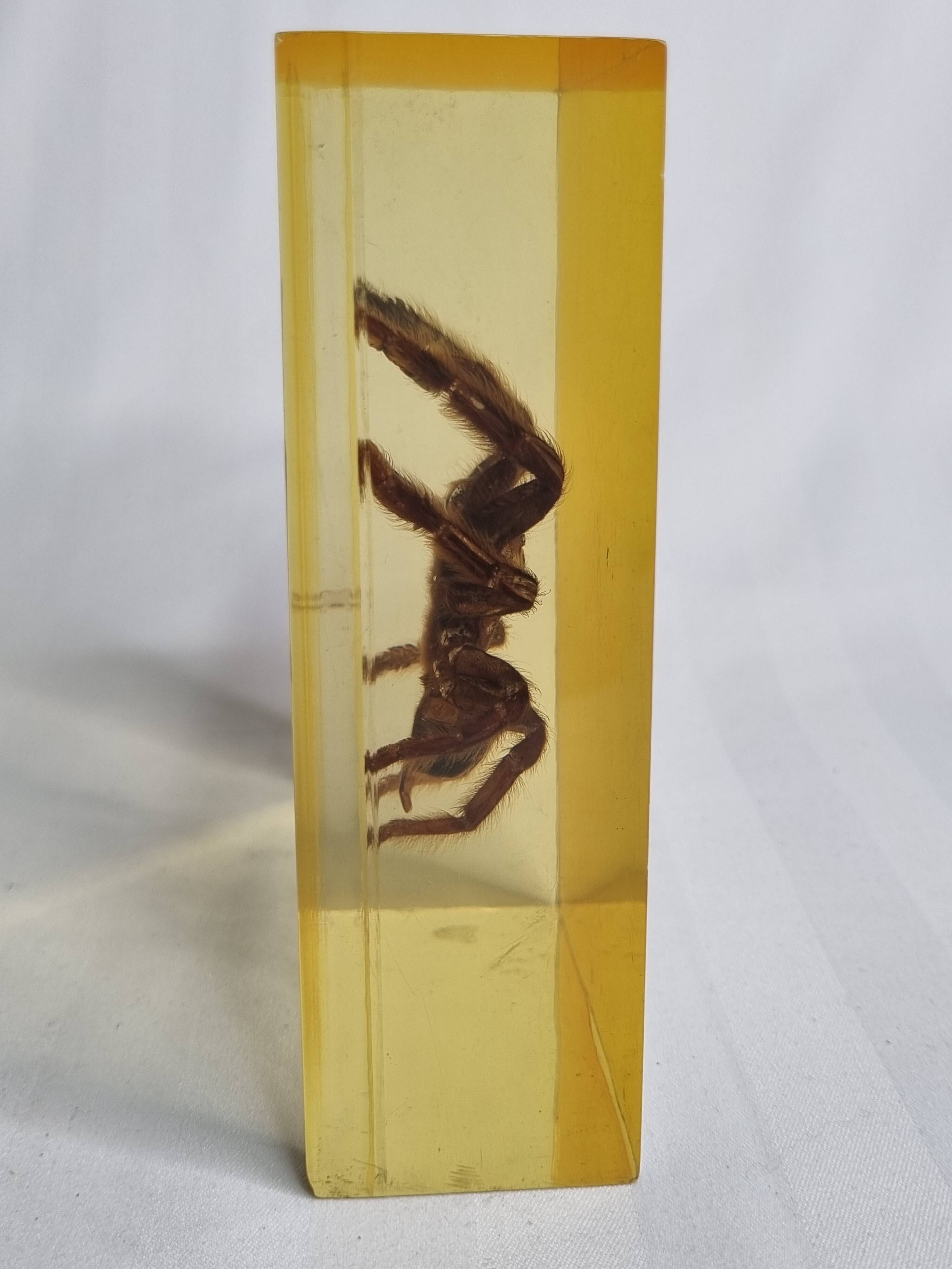 Inclusion of vintage naturalist, tarantula in taxidermy