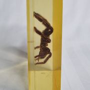 Inclusion of vintage naturalist, tarantula in taxidermy