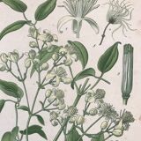 Botanical boards of white flowers 19th