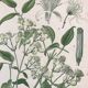 Botanical boards of white flowers 19th