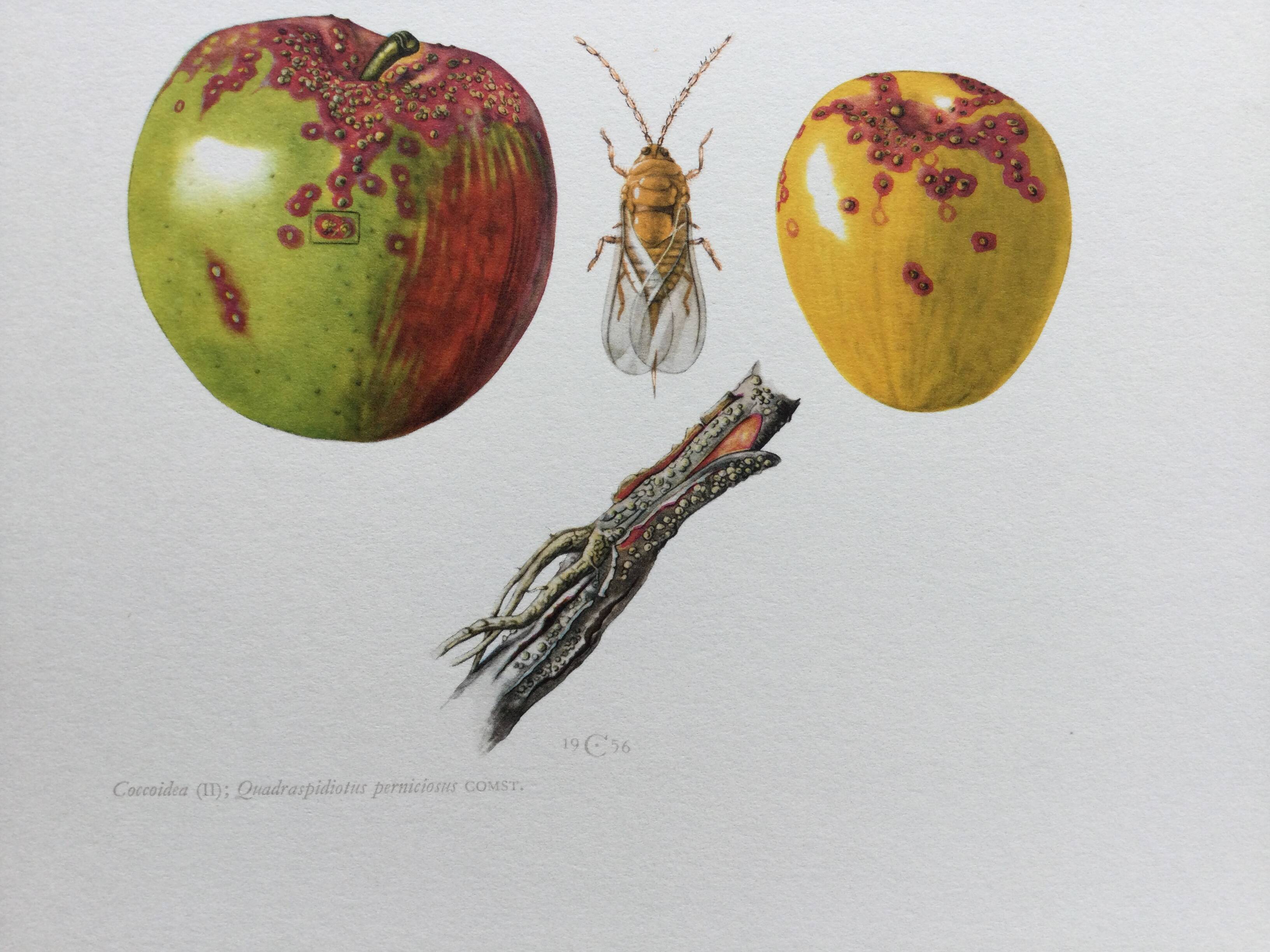 Botanical poster 'Insects' Antique illustration, 1960s