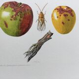 Affiche botanique 'Insectes' Illustration ancienne, années 60