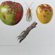 Botanical poster 'Insects' Antique illustration, 1960s