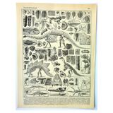 Botanical engraving 1897 A. Millot - Paleontology 1, prehistory