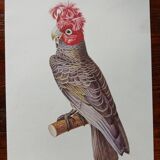 Affiche zoologique représentant un cacatoès huppé