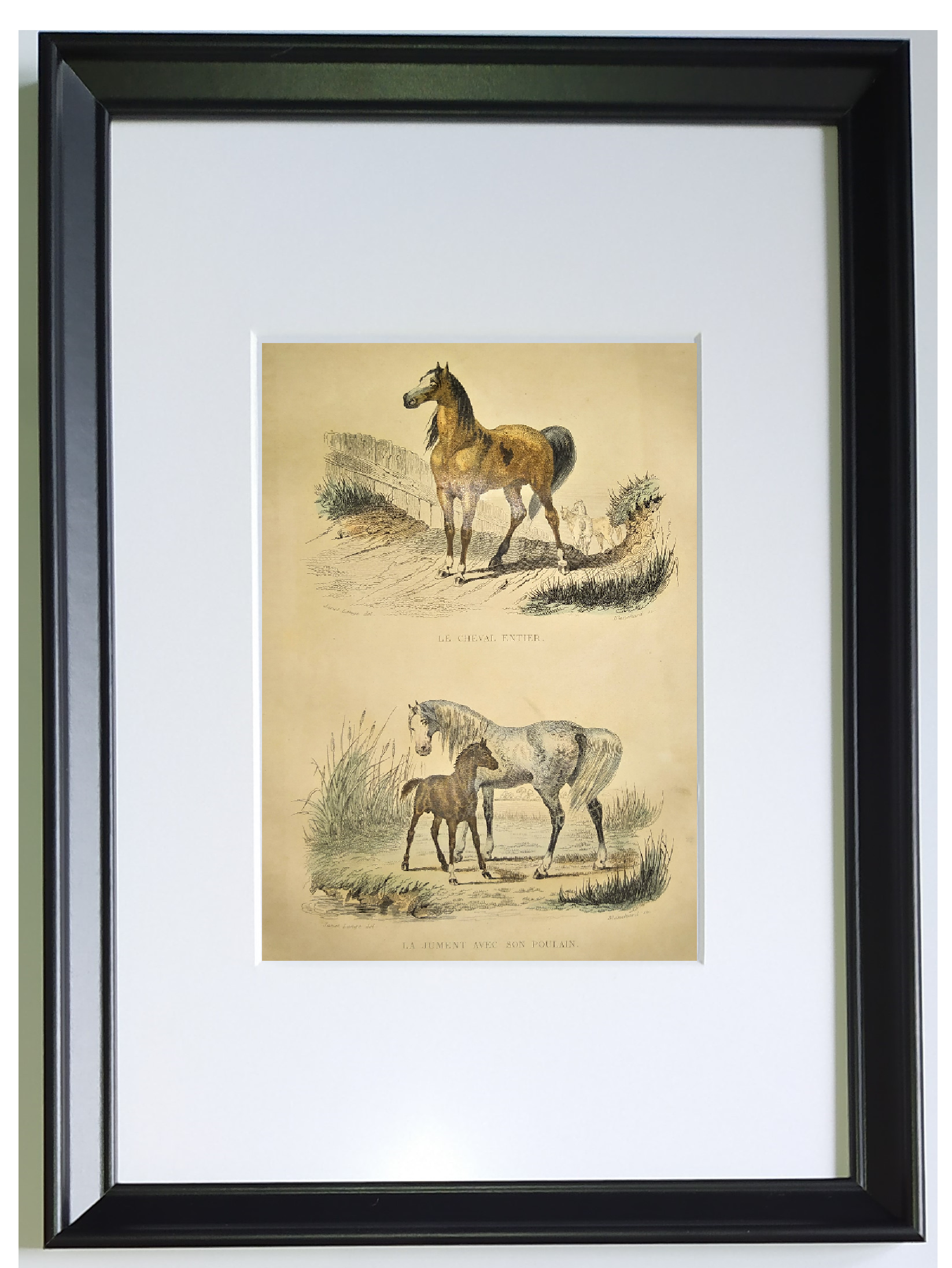 ORIGINAL ZOOLOGICAL FRAME ENGRAVING FROM 1839 " WHOLE HORSE,....,.... "
