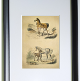 ORIGINAL ZOOLOGICAL FRAME ENGRAVING FROM 1839 " WHOLE HORSE,....,.... "