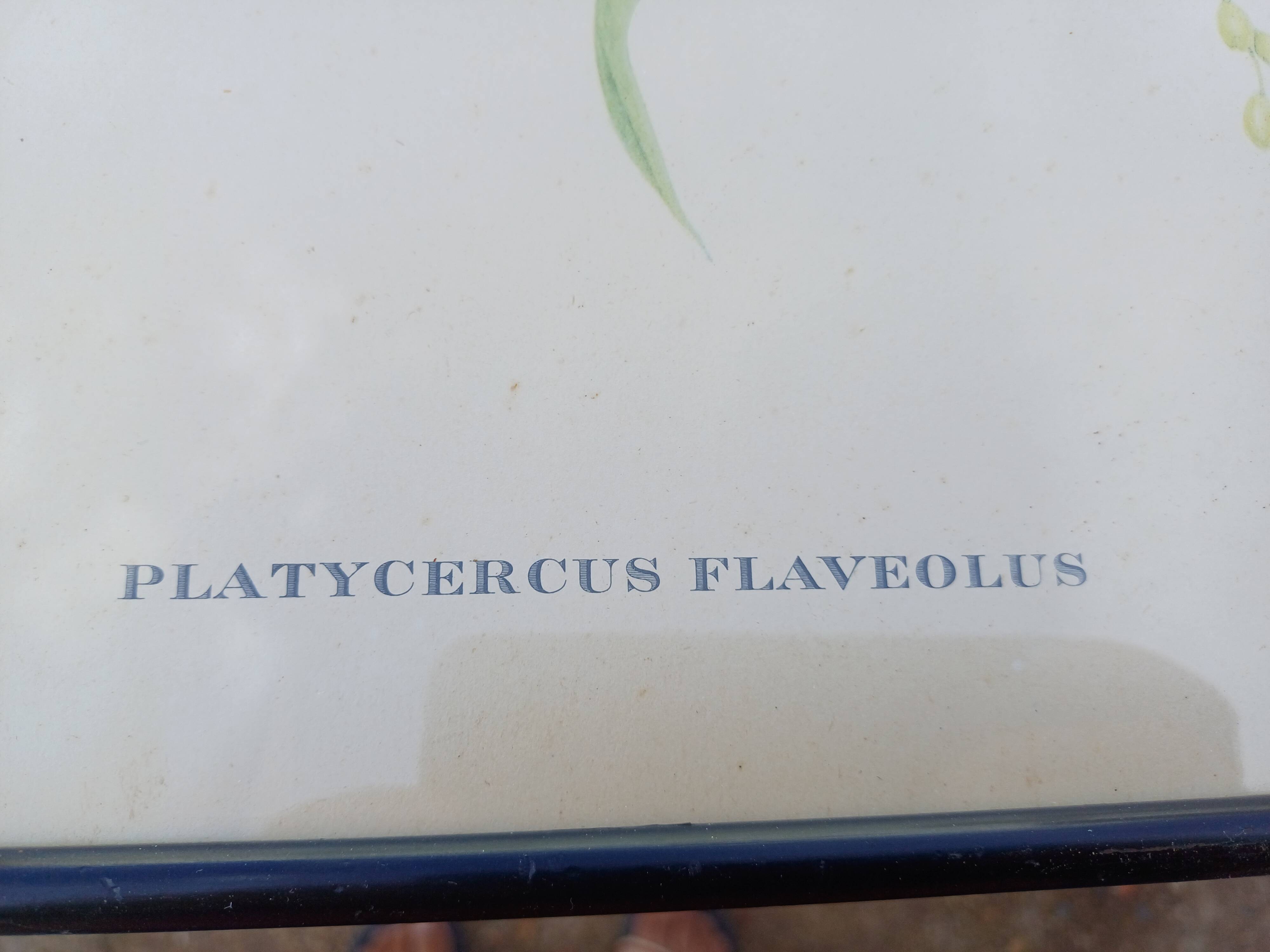 12 Lithographs “Birds of the World”