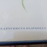 12 Lithographs “Birds of the World”