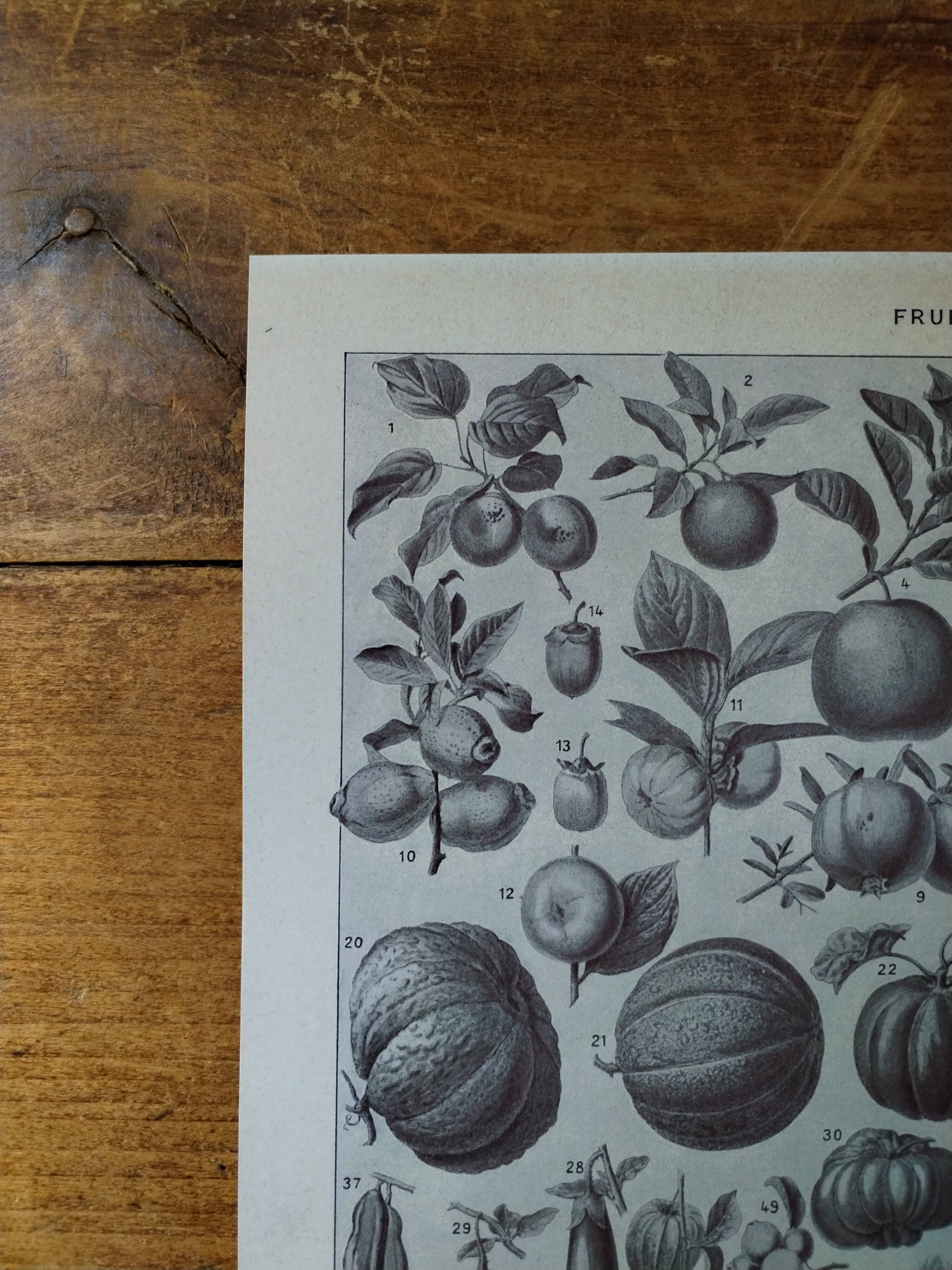 Original lithograph on fruits