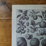 Lithographie originale sur les fruits