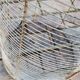 High old bird cage