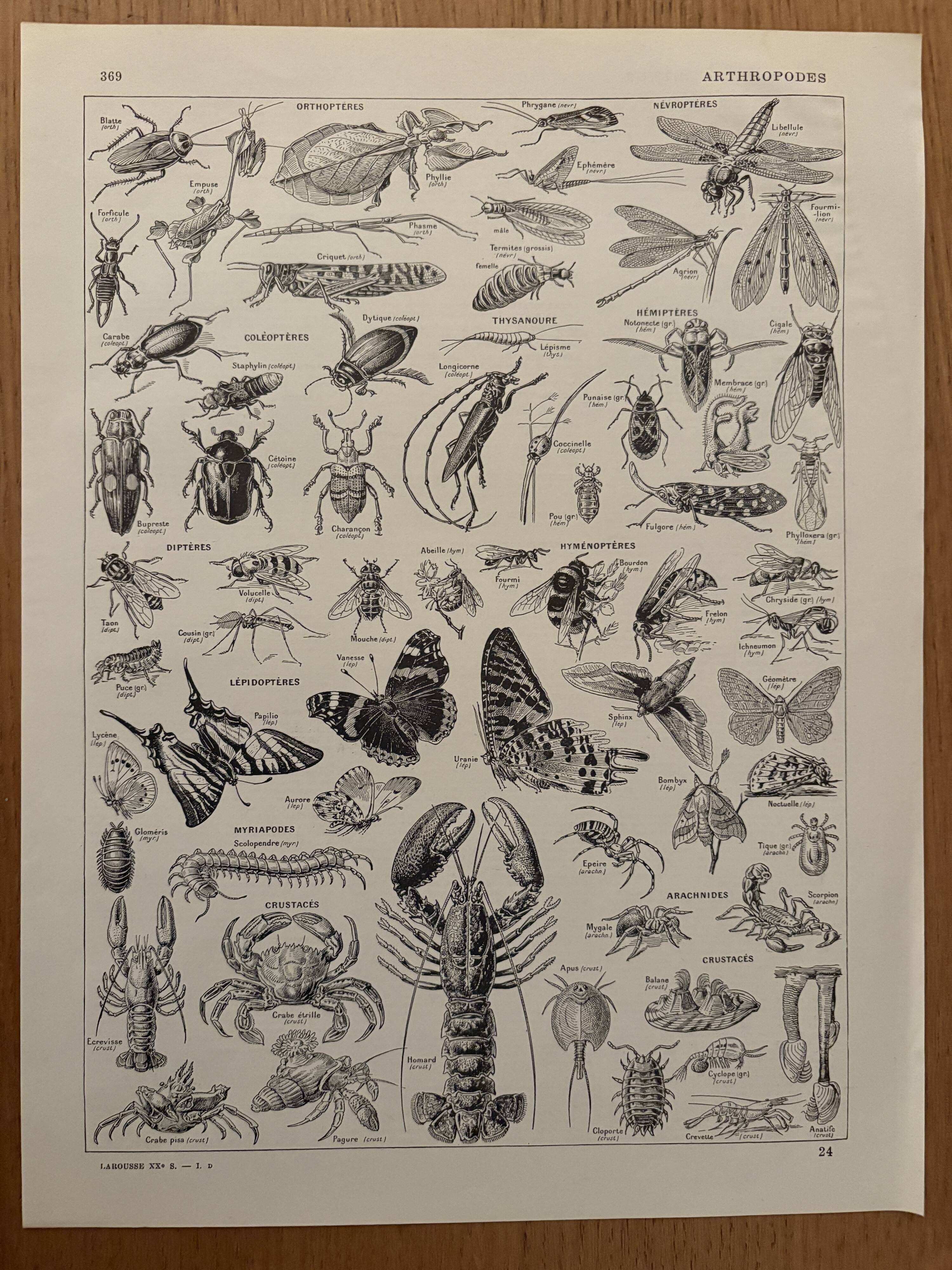 Vintage Arthropod Engraving – 1930