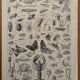 Vintage Arthropod Engraving – 1930