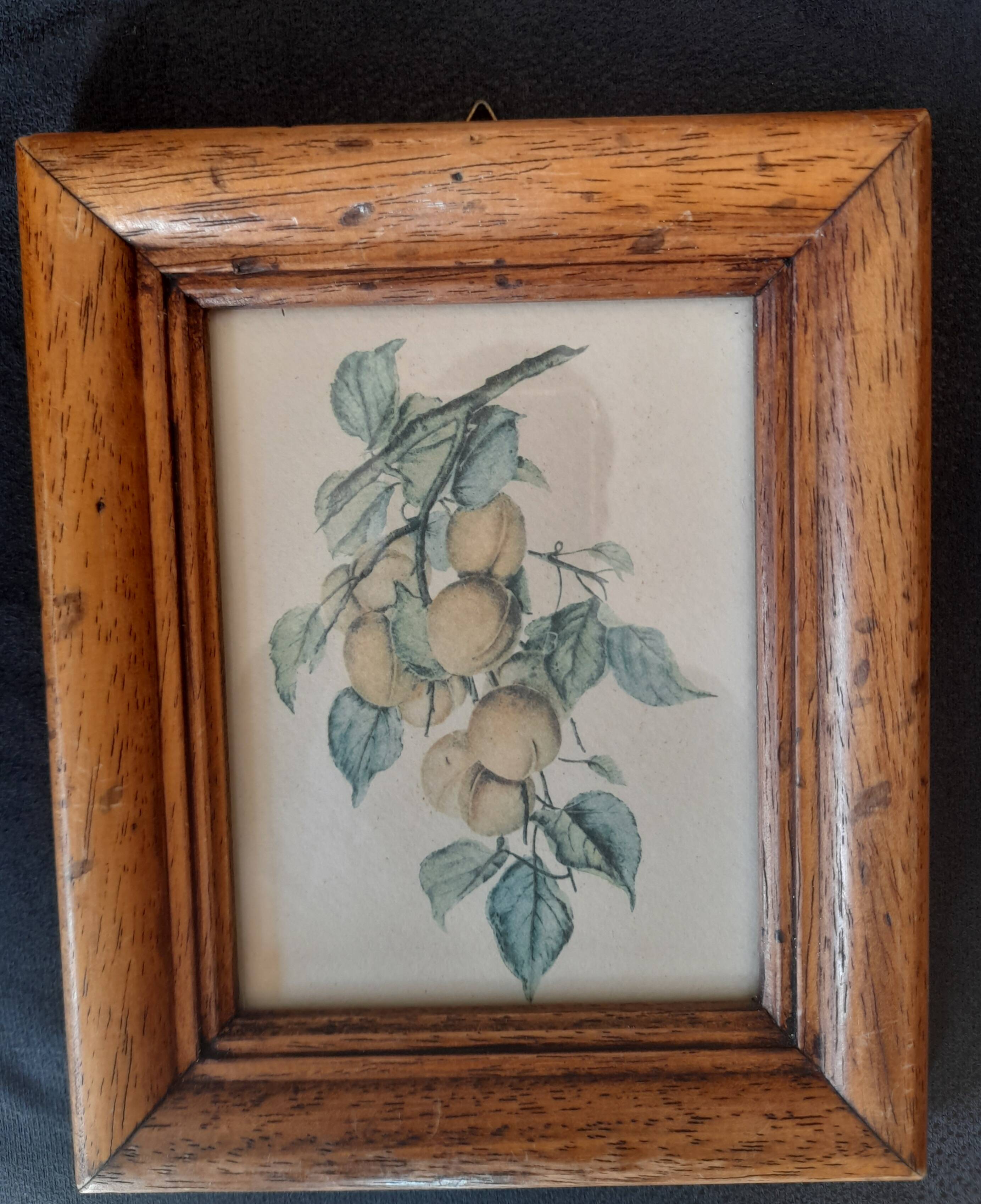 Set of 2 old frames with reproduction of fruits