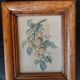 Ensemble de 2 cadres anciens avec reproduction fruits