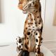 Vintage ceramic leopard