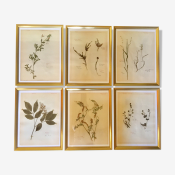 Lot de planches herbier de 1950