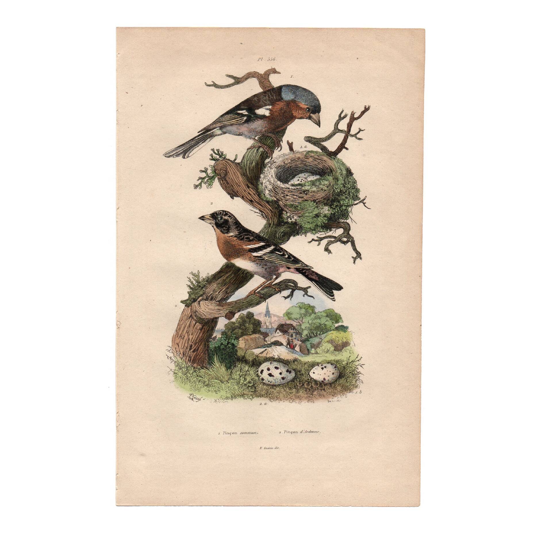 Old engraving from 1839 - Finch by A. Fries. Plate of birds and botany.