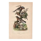 Old engraving from 1839 - Finch by A. Fries. Plate of birds and botany.