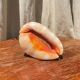 Great shell (Cypraecassis rufa)