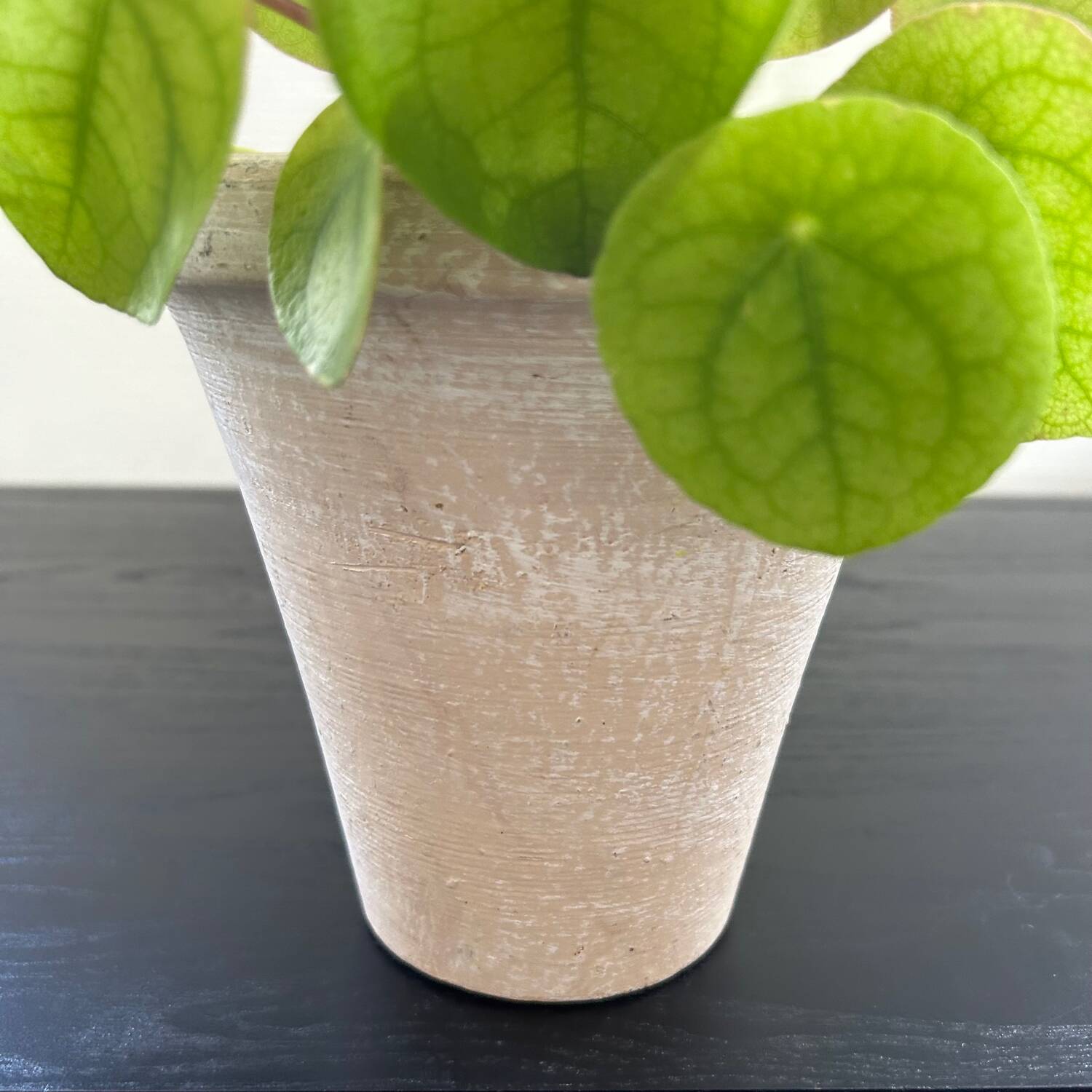 Natural Tamegroute pot