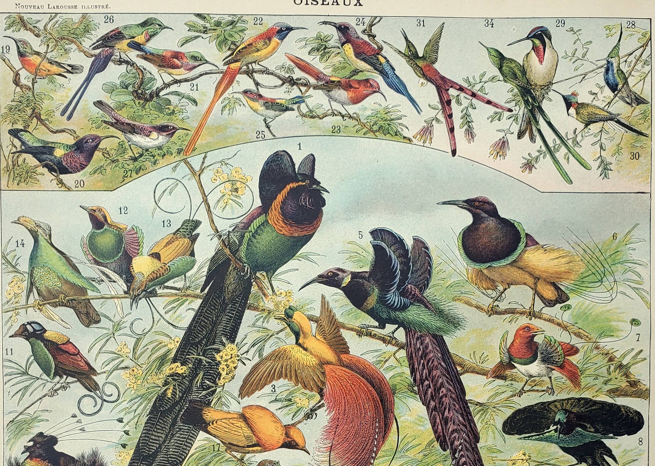 Gravure ancienne 1898, Oiseaux 2: espèces, paradisier • Lithographie, illustration originale