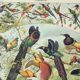 Gravure ancienne 1898, Oiseaux 2: espèces, paradisier • Lithographie, illustration originale