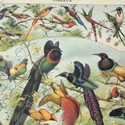 Antique engraving 1898, Birds 2: species, bird of paradise • Lithograph, original illustration