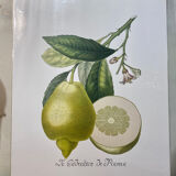 Risso Citrus Lithograph