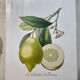 Risso Citrus Lithograph