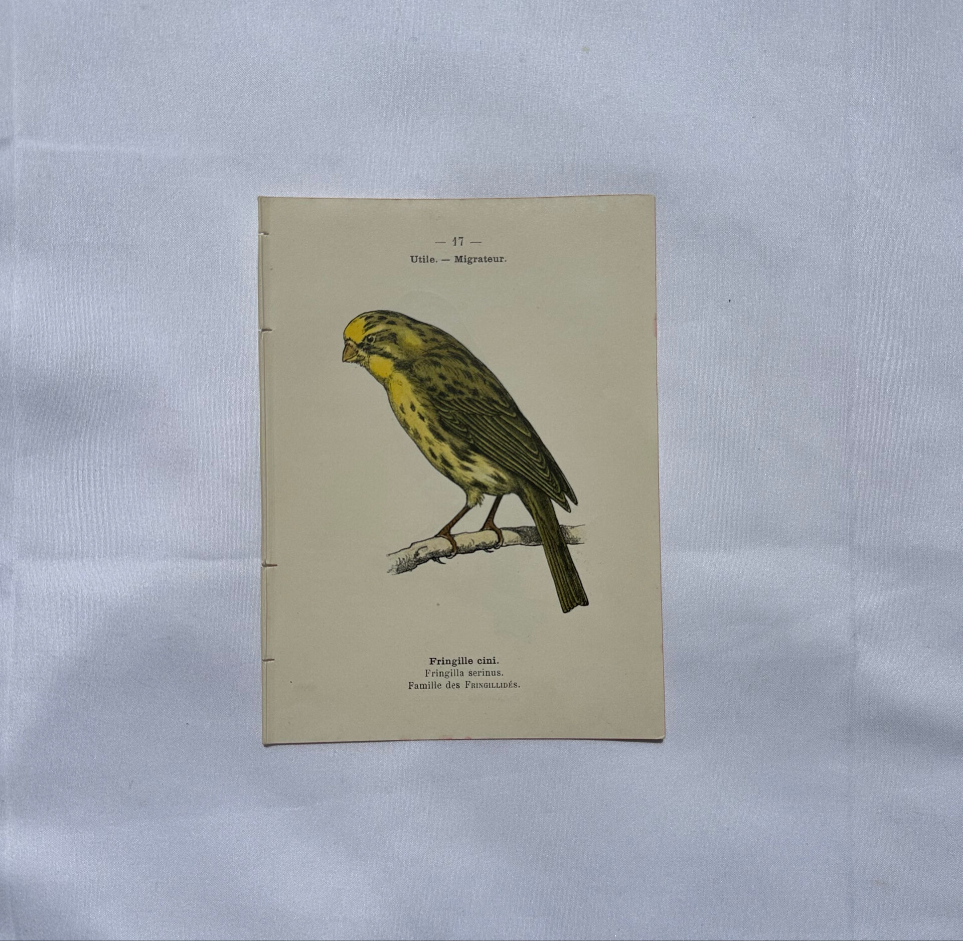 Planche Botanique Gravure oiseaux naturaliste  19eme recto verso  A