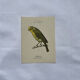Planche Botanique Gravure oiseaux naturaliste  19eme recto verso  A