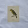 🐦 Botanical Plate Engraving of Birds, Naturalist, 19th Century, Double-sided A