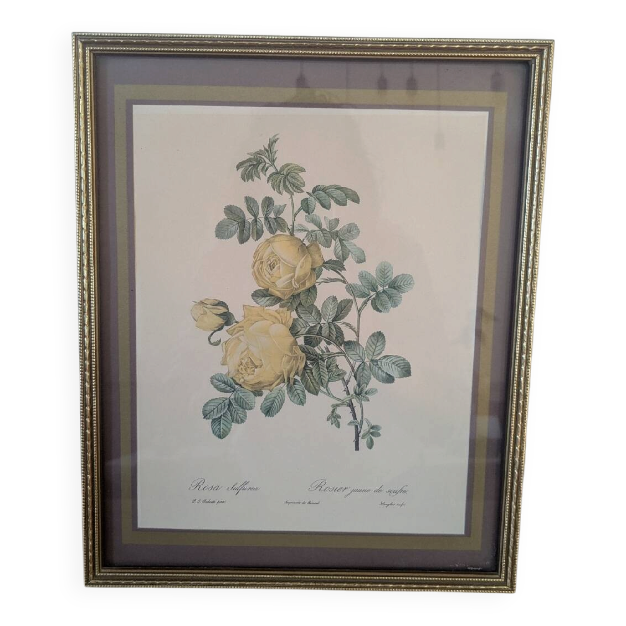 Lithograph of yellow sulphur rose by P.J. Redouté