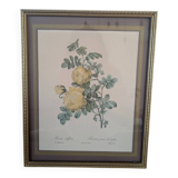 Lithograph of yellow sulphur rose by P.J. Redouté