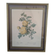 Lithographie rosier jaune de soufre P.J-Redouté