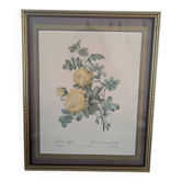 Lithograph of yellow sulphur rose by P.J. Redouté