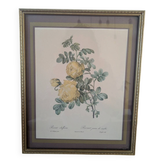 Lithograph of yellow sulphur rose by P.J. Redouté