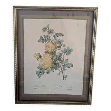 Lithographie rosier jaune de soufre P.J-Redouté