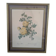 Lithographie rosier jaune de soufre P.J-Redouté