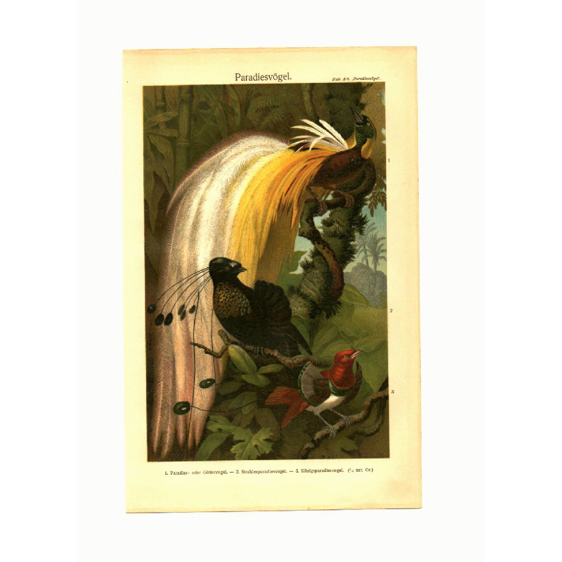 Old engraving from 1904 - Birds of paradise - tropical animal zoology